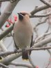 Waxwing at Pitsea (Steve Arlow) (51696 bytes)